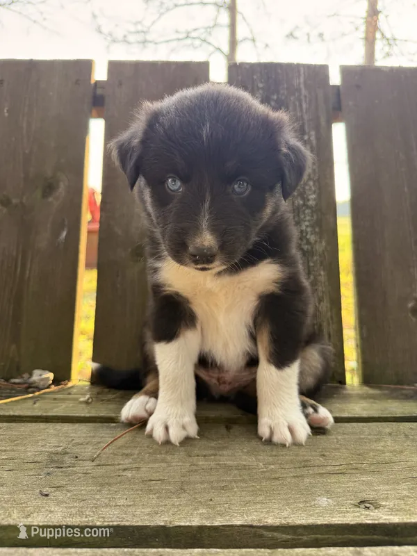 Pickle – Australian Shepherd puppy for sale in Paw Paw, MI