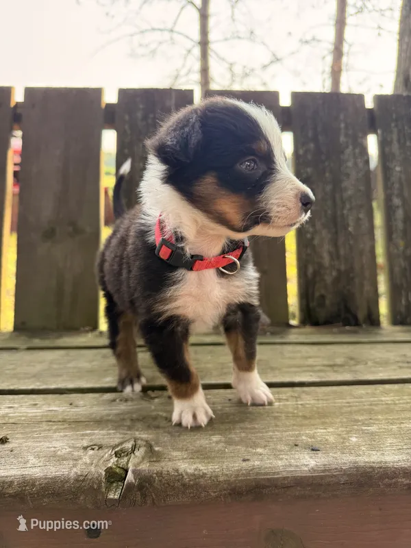 Nugget – Australian Shepherd puppy for sale in Paw Paw, MI