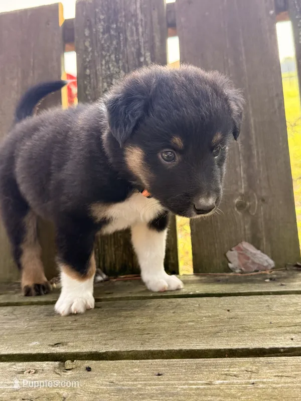 Milo – Australian Shepherd puppy for sale in Paw Paw, MI