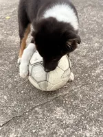 Pickle , a male Australian Shepherd for sale in Paw Paw, MI – 7 of 10