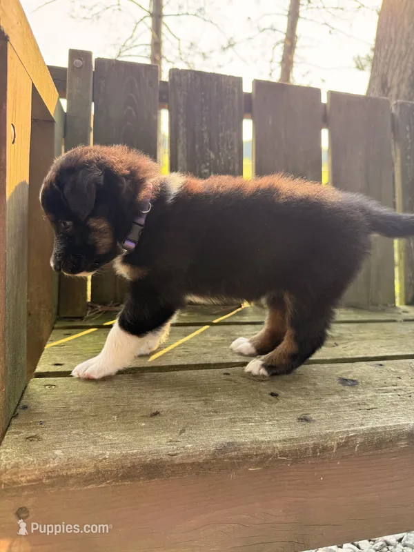 Miko – Australian Shepherd puppy for sale in Paw Paw, MI