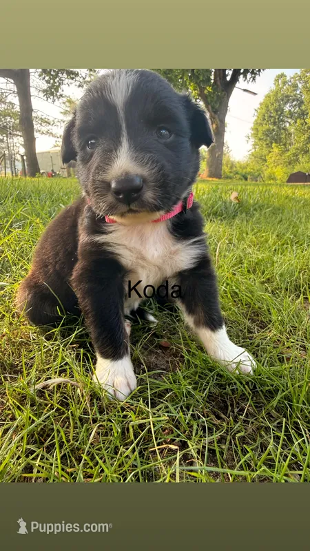 Koda – Australian Shepherd puppy for sale in Paw Paw, MI