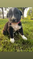 Koda, a male Australian Shepherd for sale in Paw Paw, MI – 1 of 1