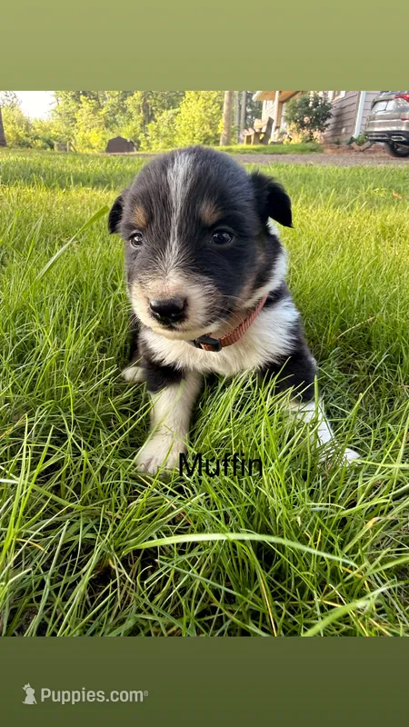 Muffin – Australian Shepherd puppy for sale in Paw Paw, MI