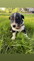 Muffin, a female Australian Shepherd for sale in Paw Paw, MI – 1 of 1