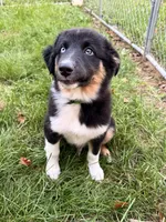 Pickle , a male Australian Shepherd for sale in Paw Paw, MI – 8 of 10