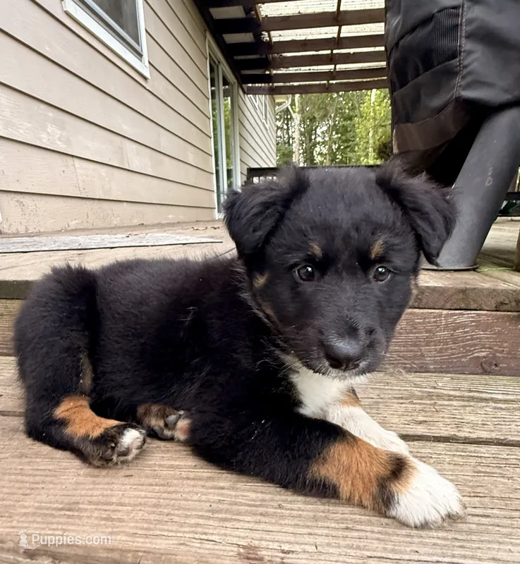 Pumba – Australian Shepherd puppy for sale in Paw Paw, MI