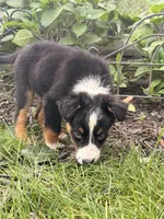 Nugget, a male Australian Shepherd for sale in Paw Paw, MI – 2 of 4