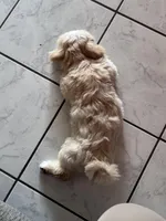 Kacey, a male Shih Tzu for sale in Clearwater, FL – Photo 3 of 3