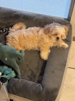 Kacey, a male Shih Tzu for sale in Clearwater, FL – Photo 2 of 3