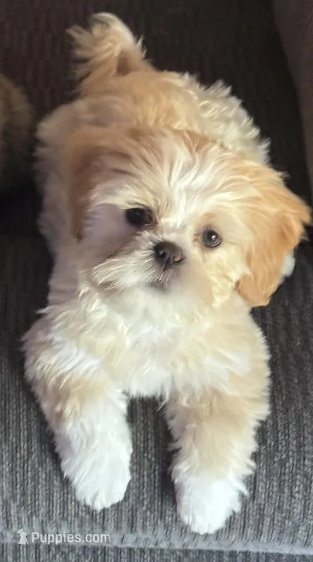 Kacey – Shih Tzu puppy for sale in Clearwater, FL