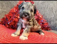 Mini schnauzer , a male Miniature Schnauzer for sale in Dundalk, MD – 2 of 3