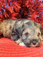 Schnauzer , a male Miniature Schnauzer for sale in Dundalk, MD – 3 of 6