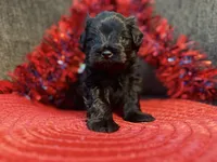 Schnauzer , a male Miniature Schnauzer for sale in Dundalk, MD – 1 of 6