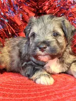 Schnauzer , a male Miniature Schnauzer for sale in Dundalk, MD – 2 of 6
