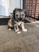 Mini schnauzer , a male Miniature Schnauzer for sale in Dundalk, MD – 3 of 3