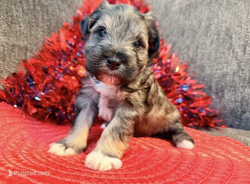 Mini schnauzer  – Miniature Schnauzer puppy for sale in Dundalk, MD