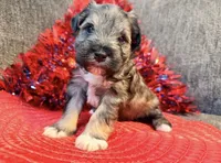 Mini schnauzer , a male Miniature Schnauzer for sale in Dundalk, MD – 1 of 3