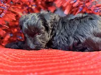 Schnauzer , a male Miniature Schnauzer for sale in Dundalk, MD – 5 of 6