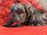 Schnauzer , a male Miniature Schnauzer for sale in Dundalk, MD – 6 of 6