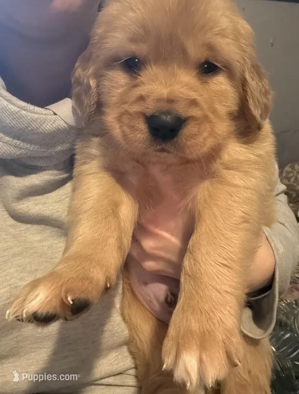 Izzy  – Golden Retriever puppy for sale in Andrew, IA