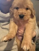 Izzy , a female Golden Retriever for sale in Andrew, IA – Photo 1 of 2