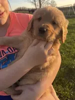 Izzy , a female Golden Retriever for sale in Andrew, IA – 3 of 3