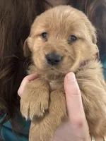 Izzy , a female Golden Retriever for sale in Andrew, IA – Photo 2 of 2