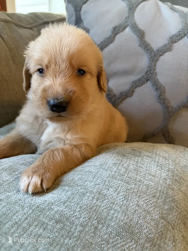 Rusty – Golden Retriever puppy for sale in Spragueville, IA