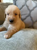 Rusty, a male Golden Retriever for sale in Spragueville, IA – 1 of 3