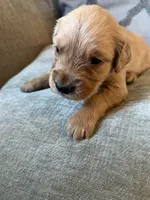 Harvey , a male Golden Retriever for sale in Spragueville, IA – 3 of 4