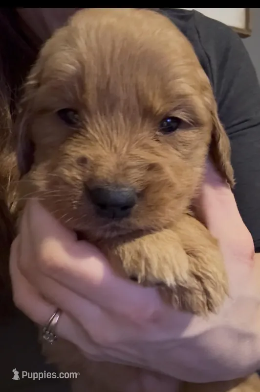 Meredith  – Golden Retriever puppy for sale in Andrew, IA