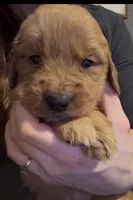 Meredith , a female Golden Retriever for sale in Andrew, IA – 1 of 1
