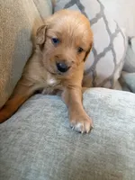 Chestnut , a male Golden Retriever for sale in Spragueville, IA – 5 of 5