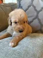 Rusty, a male Golden Retriever for sale in Spragueville, IA – 3 of 3
