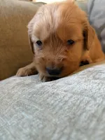 Maple, a female Golden Retriever for sale in Spragueville, IA – 3 of 4