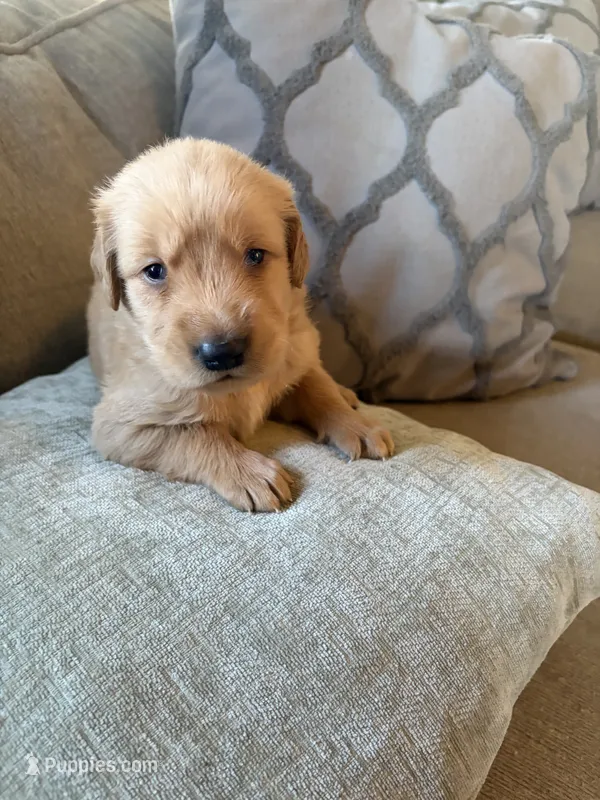 Copper – Golden Retriever puppy for sale in Spragueville, IA
