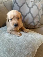 Copper, a male Golden Retriever for sale in Spragueville, IA – 1 of 5