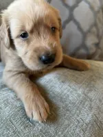 Copper, a male Golden Retriever for sale in Spragueville, IA – 2 of 5