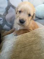 Copper, a male Golden Retriever for sale in Spragueville, IA – 3 of 5