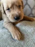 Copper, a male Golden Retriever for sale in Spragueville, IA – 5 of 5