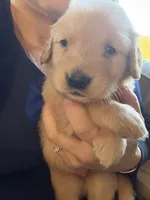 Autumn , a female Golden Retriever for sale in Spragueville, IA – 2 of 5