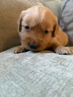 Maple, a female Golden Retriever for sale in Spragueville, IA – 4 of 4