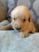 Autumn , a female Golden Retriever for sale in Spragueville, IA – 3 of 5