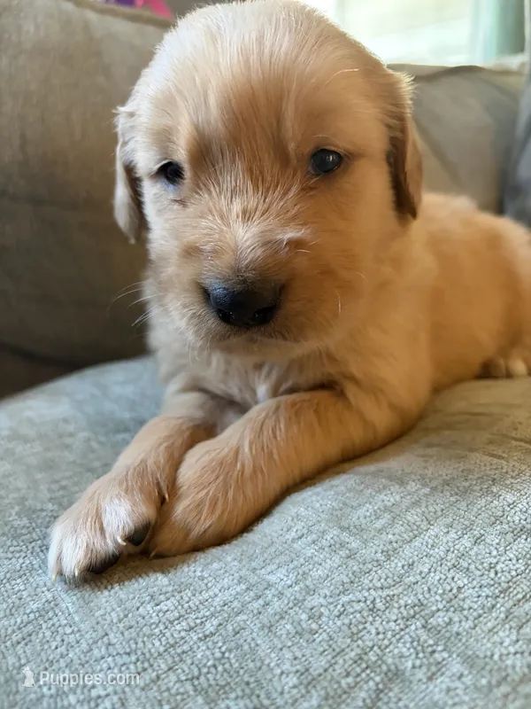 Hazel – Golden Retriever puppy for sale in Spragueville, IA