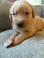 Hazel, a female Golden Retriever for sale in Spragueville, IA – 1 of 5
