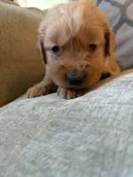 Maple, a female Golden Retriever for sale in Spragueville, IA – 2 of 4