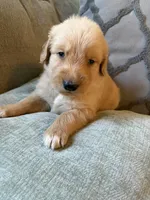 Rusty, a male Golden Retriever for sale in Spragueville, IA – 2 of 3