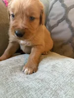 Chestnut , a male Golden Retriever for sale in Spragueville, IA – 2 of 5