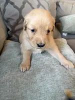 Autumn , a female Golden Retriever for sale in Spragueville, IA – 4 of 5
